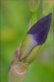 /album/fleurs-dun-jardin-2015/dsc-5327-copie-jpg/